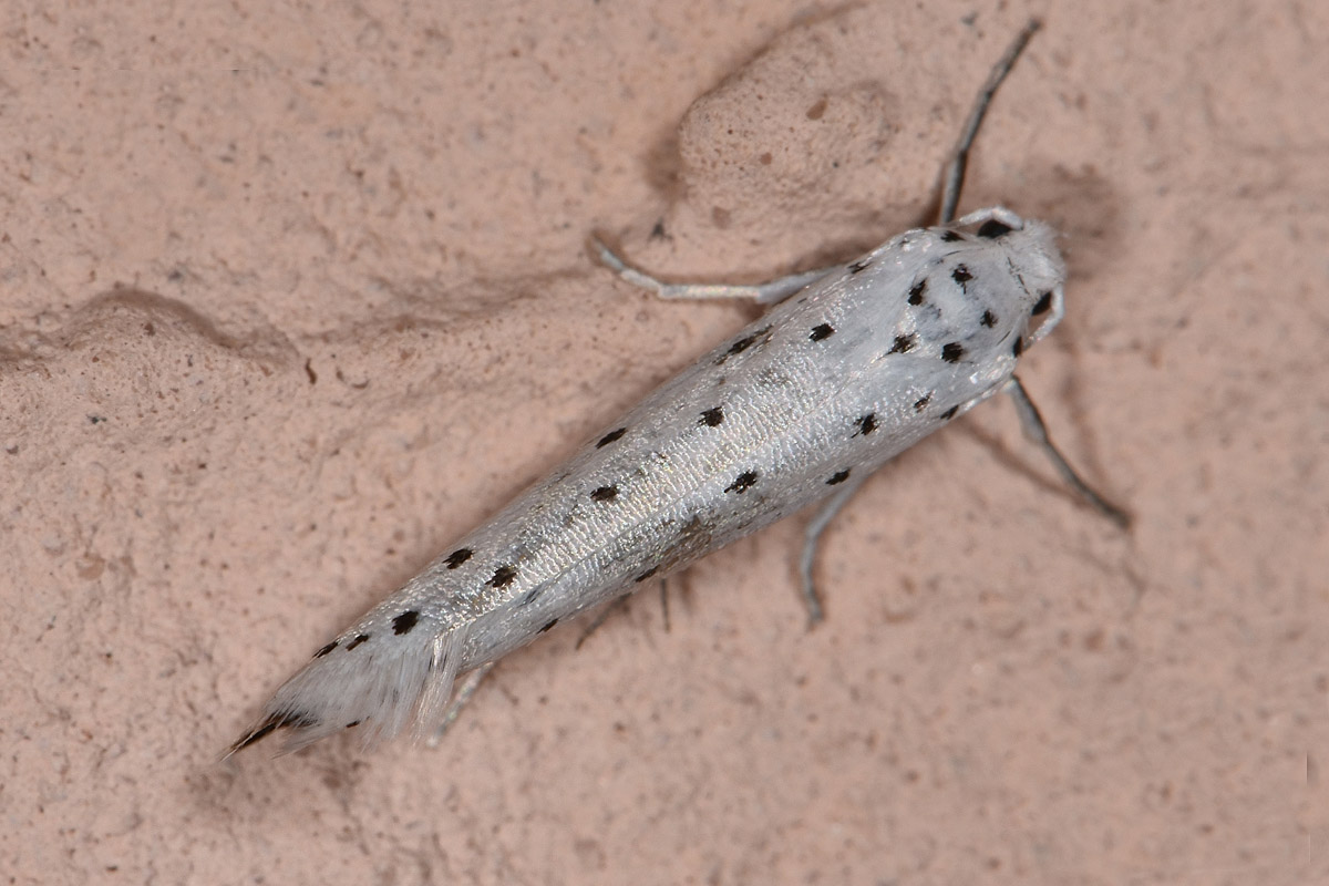 Yponomeutidae? S, Y. cagnagella (Cfr)